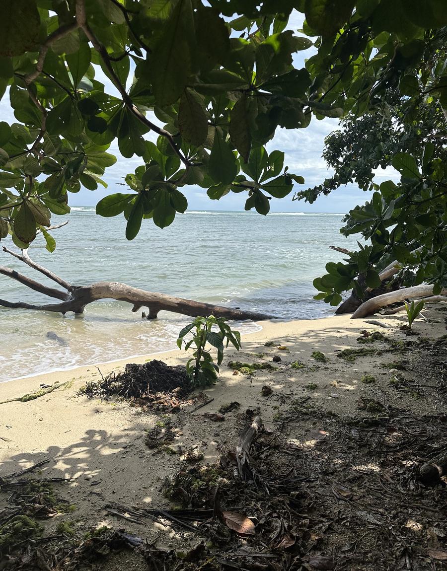 Jungle shoreline at Isla Solarte
